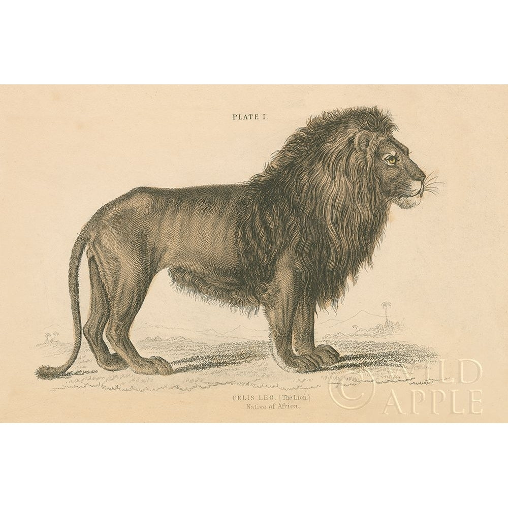 Vintage Lion Poster Print by Wild Apple Portfolio-VARPDX45678 Image 1