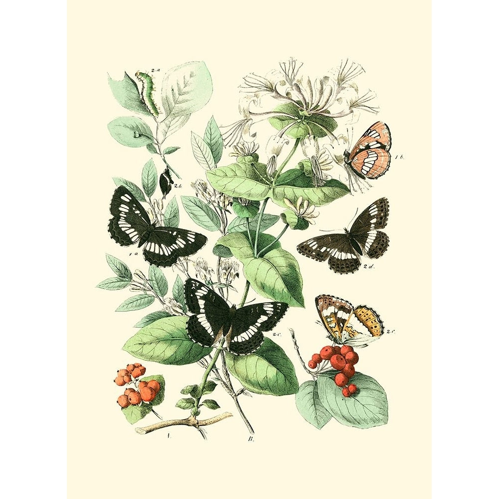 Garden Butterflies I Poster Print - Studio Vision-VARPDX45689D Image 1