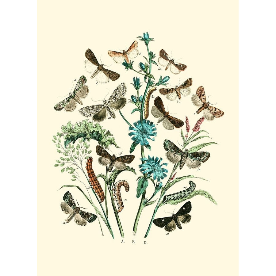 Garden Butterflies II Poster Print - Studio Vision-VARPDX45690D Image 1