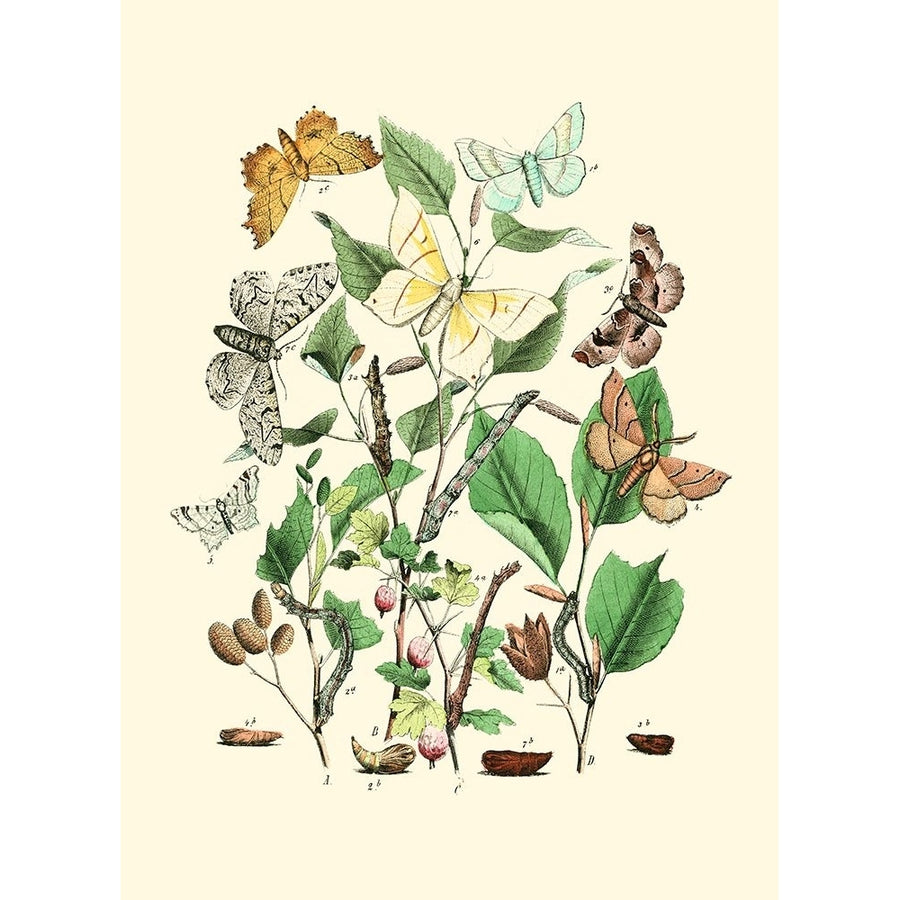 Garden Butterflies III Poster Print - Studio Vision-VARPDX45691D Image 1