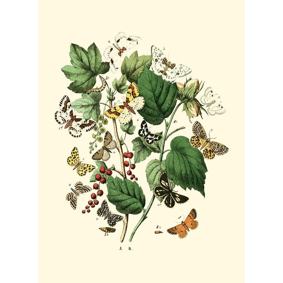 Garden Butterflies IV Poster Print - Studio Vision-VARPDX45692D Image 1