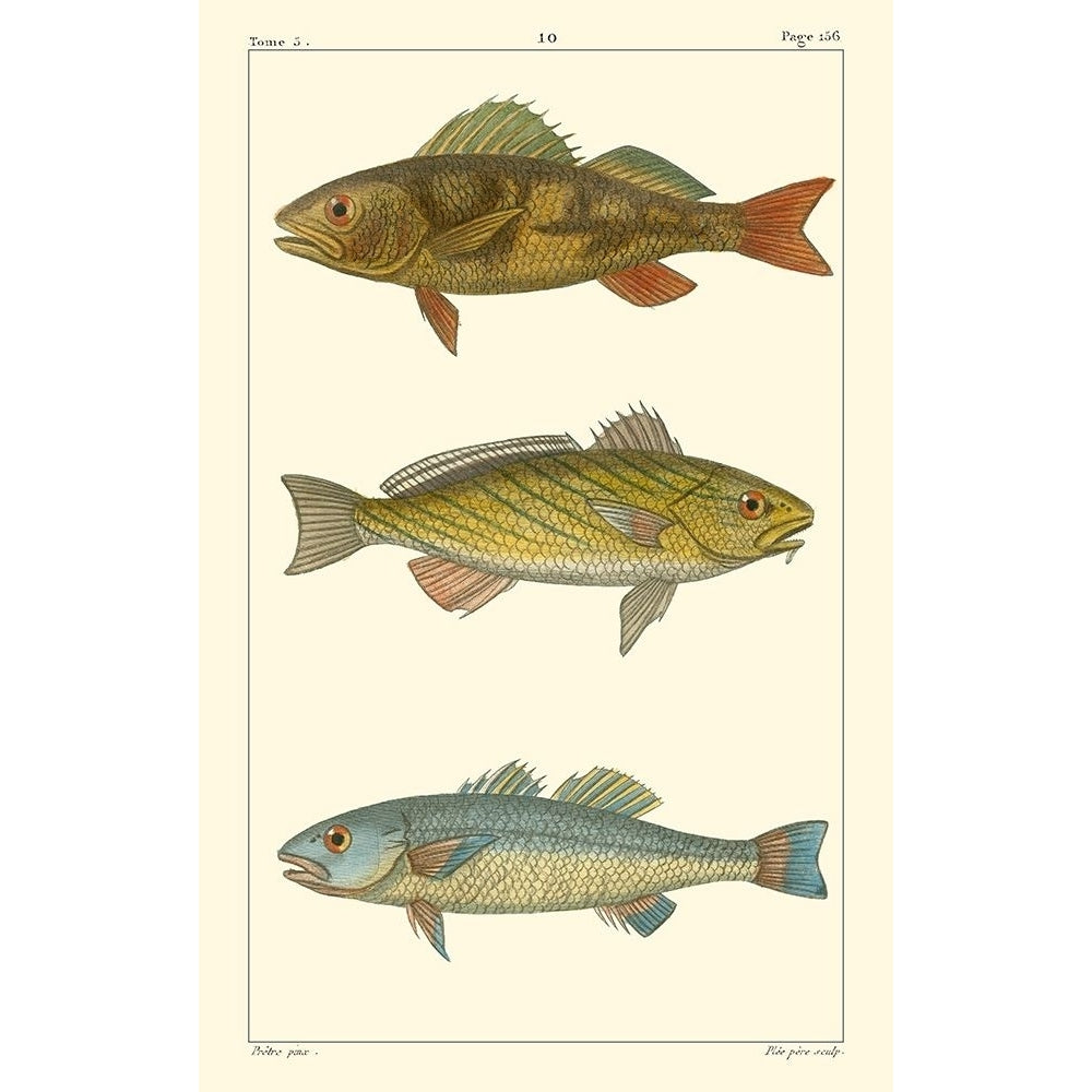 Freshwater Fish I Poster Print - Pretre-VARPDX45693D Image 1