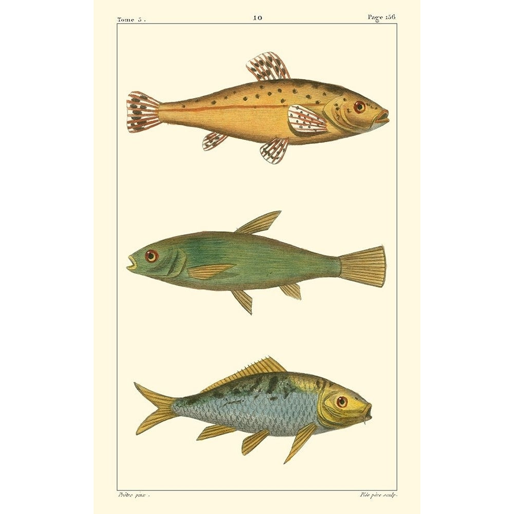 Freshwater Fish IV Poster Print - Pretre-VARPDX45696D Image 1