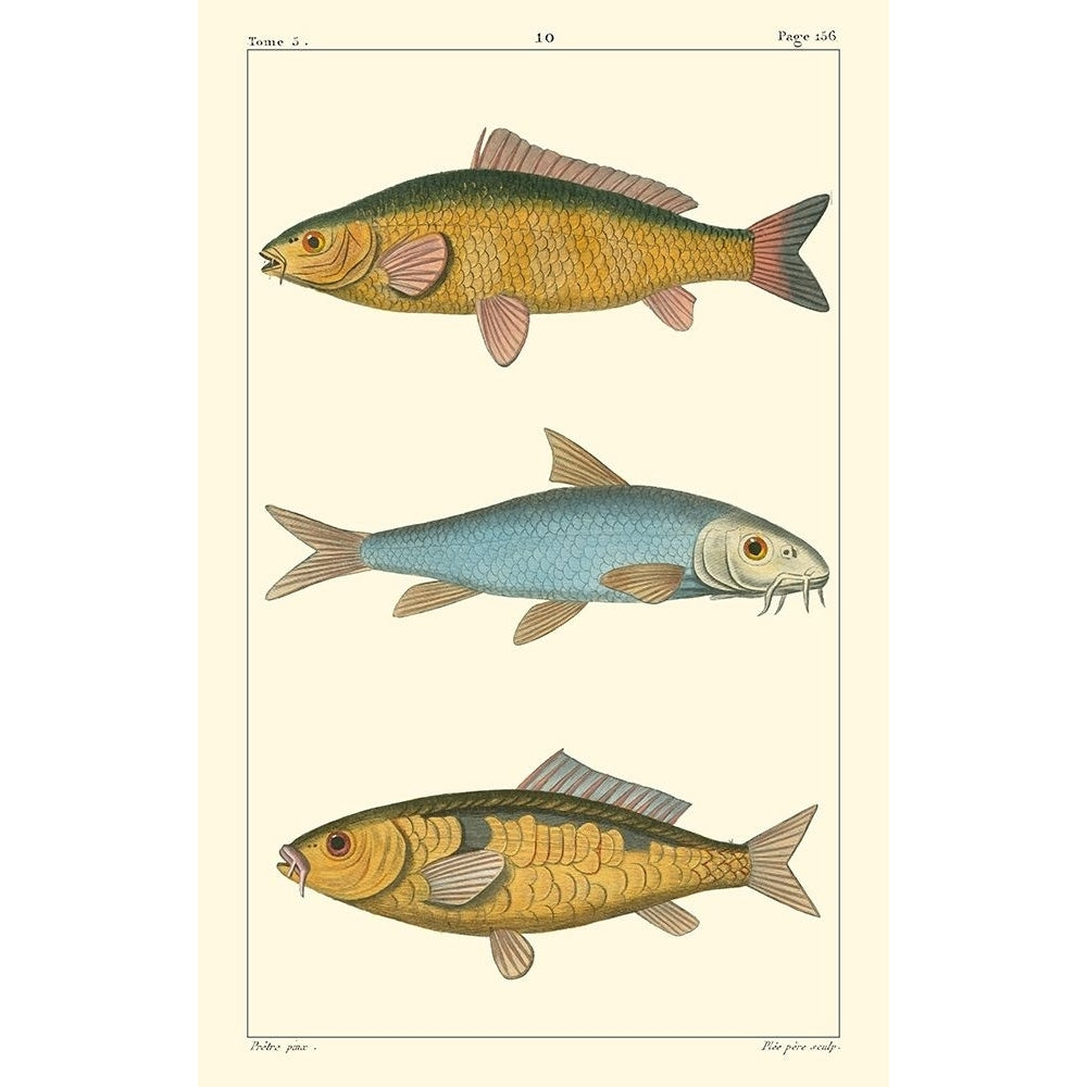 Freshwater Fish II Poster Print - Pretre-VARPDX45694D Image 1