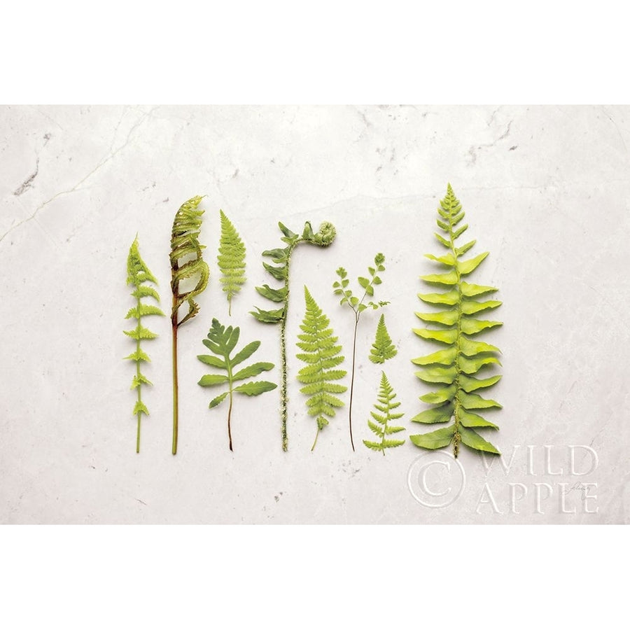 Flat Lay Ferns I Poster Print by Felicity Bradley-VARPDX45704 Image 1