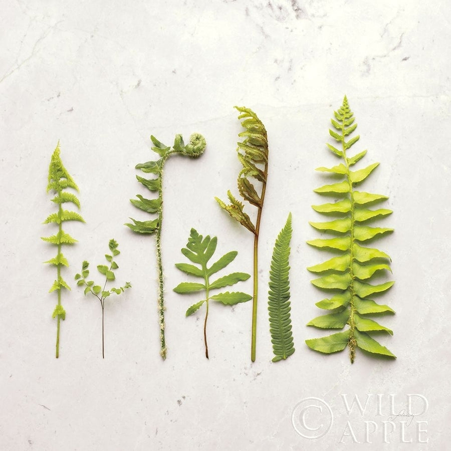 Flat Lay Ferns IV Poster Print by Felicity Bradley-VARPDX45707 Image 1