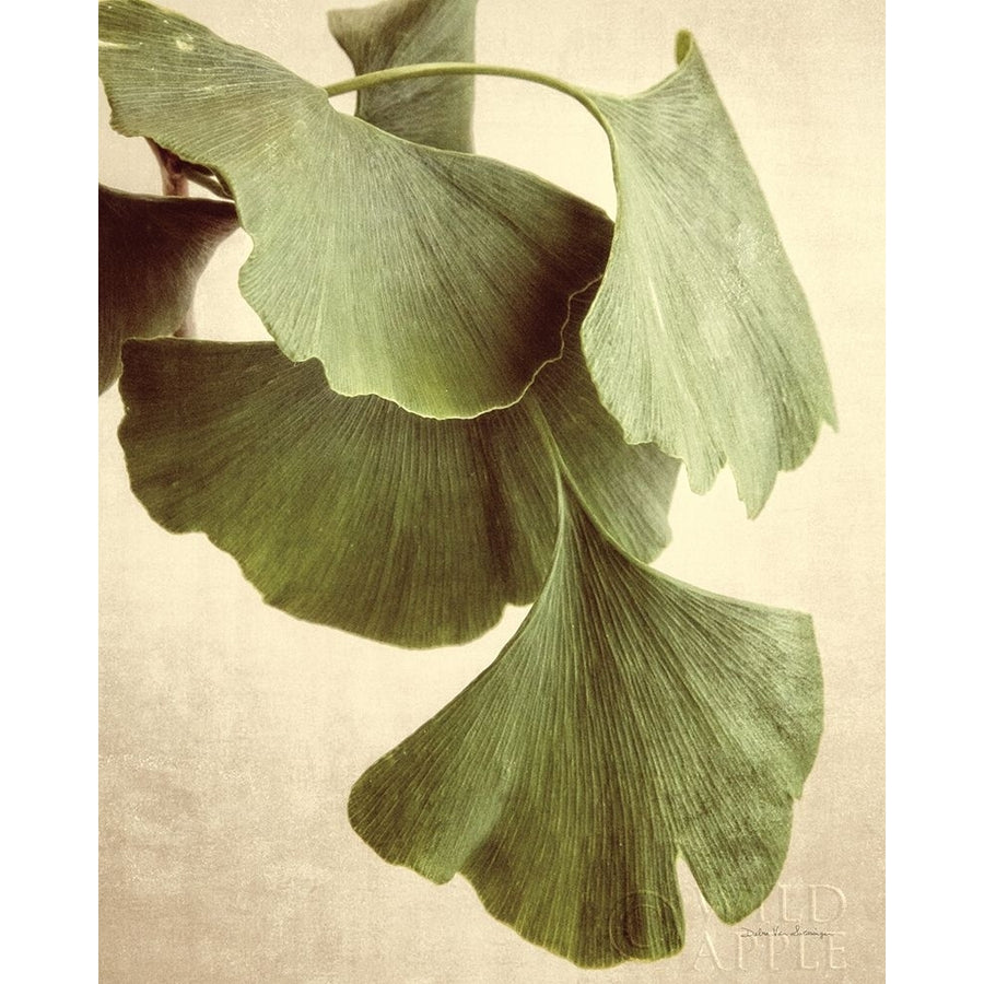 Gingko Color Poster Print by Debra Van Swearingen-VARPDX45742 Image 1