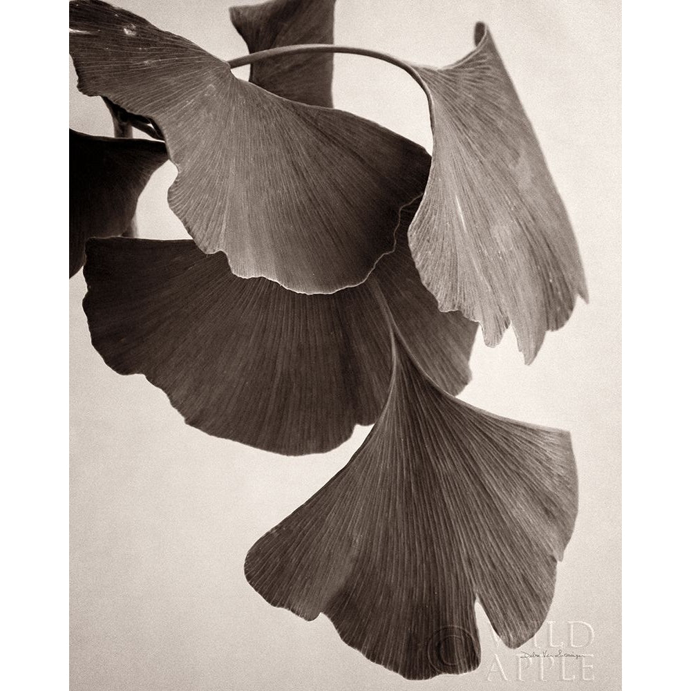 Gingko Sepia Poster Print by Debra Van Swearingen-VARPDX45744 Image 1