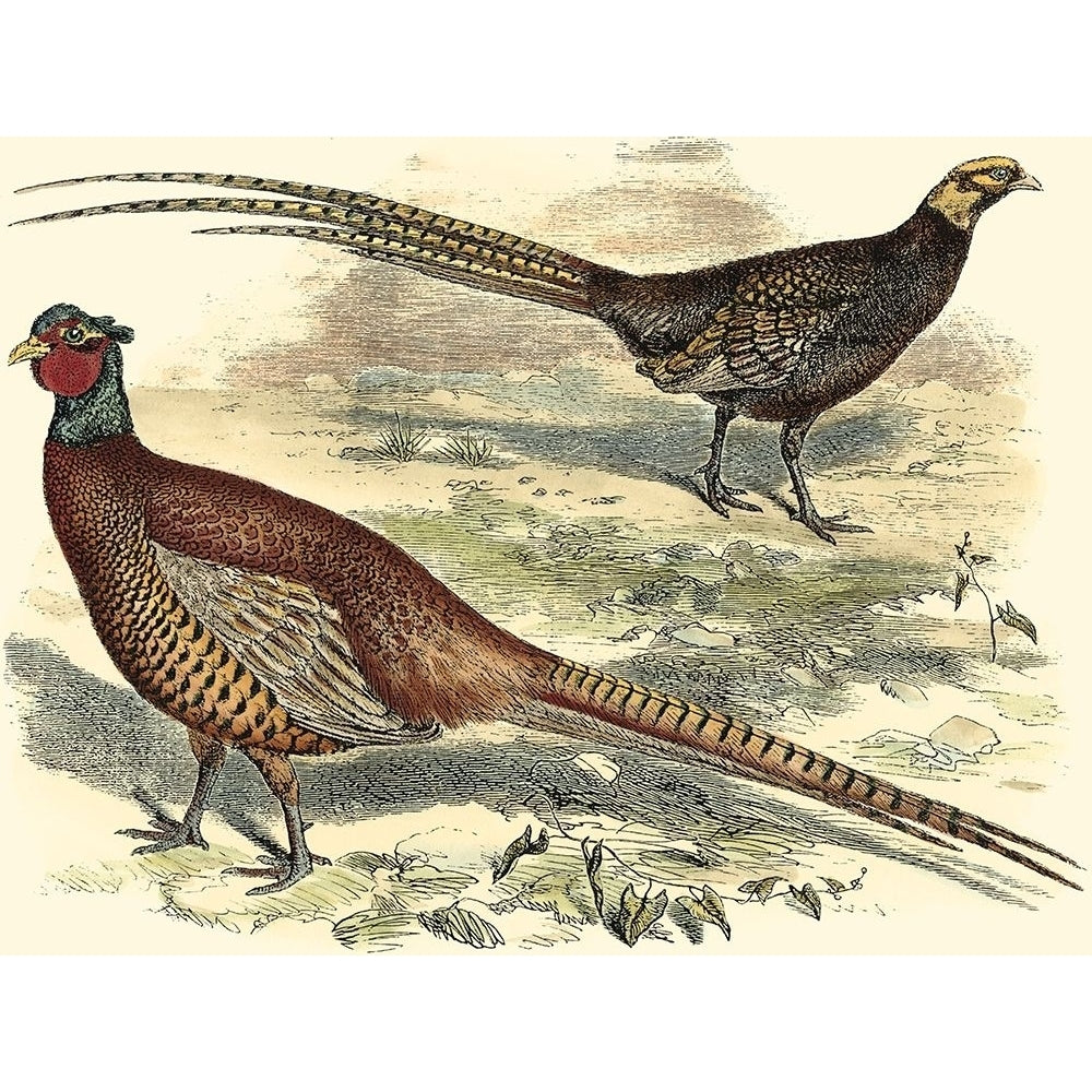 Pheasant Varieties V Poster Print - Studio Vision-VARPDX45934D Image 1