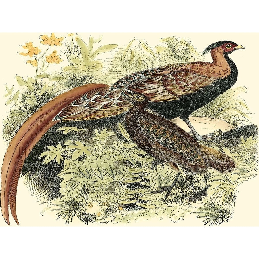 Pheasant Varieties VIII Poster Print - Studio Vision-VARPDX45937D Image 1