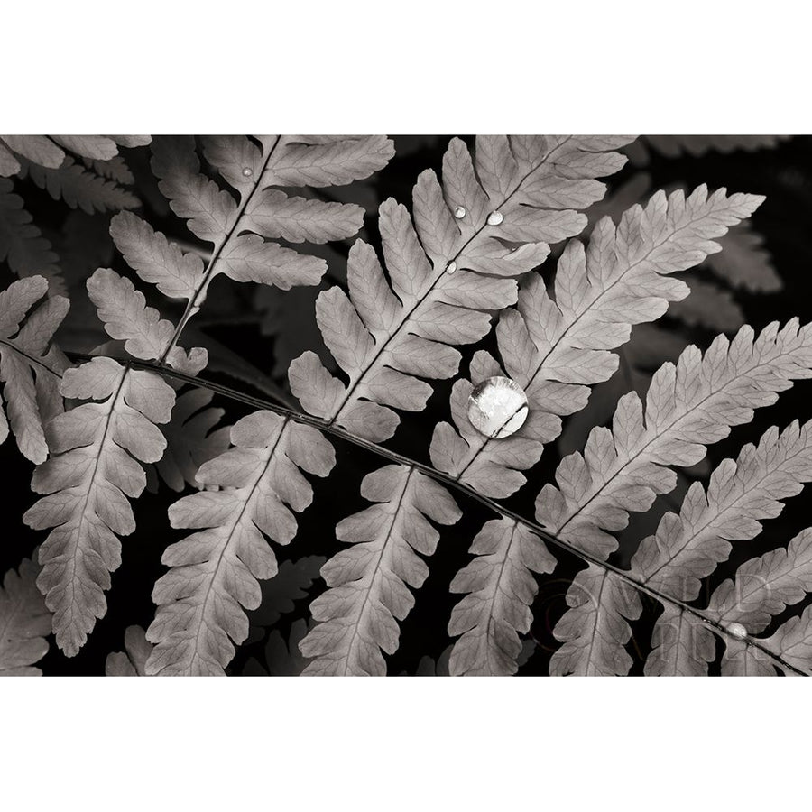 Oak Fern Poster Print by Lisa Audit-VARPDX46087 Image 1