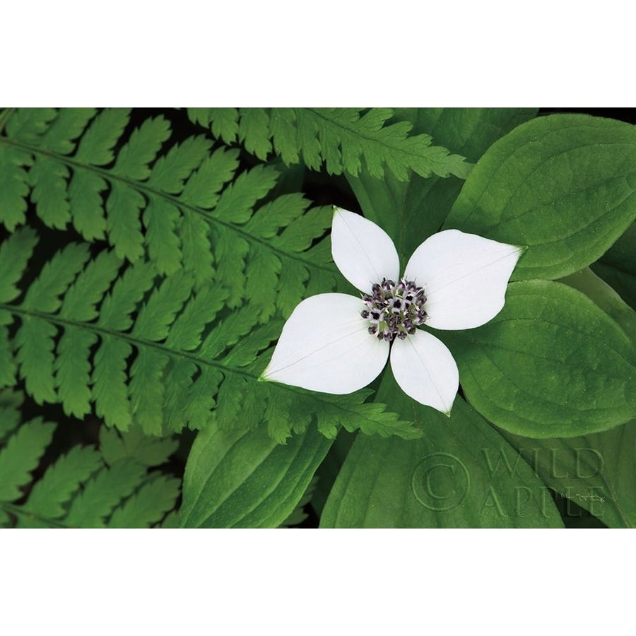 Bunchberry and Ferns II color Poster Print by Lisa Audit-VARPDX46091 Image 1