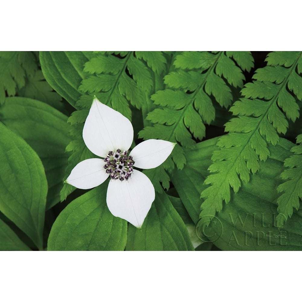 Bunchberry and Ferns I color Poster Print by Lisa Audit-VARPDX46090 Image 1