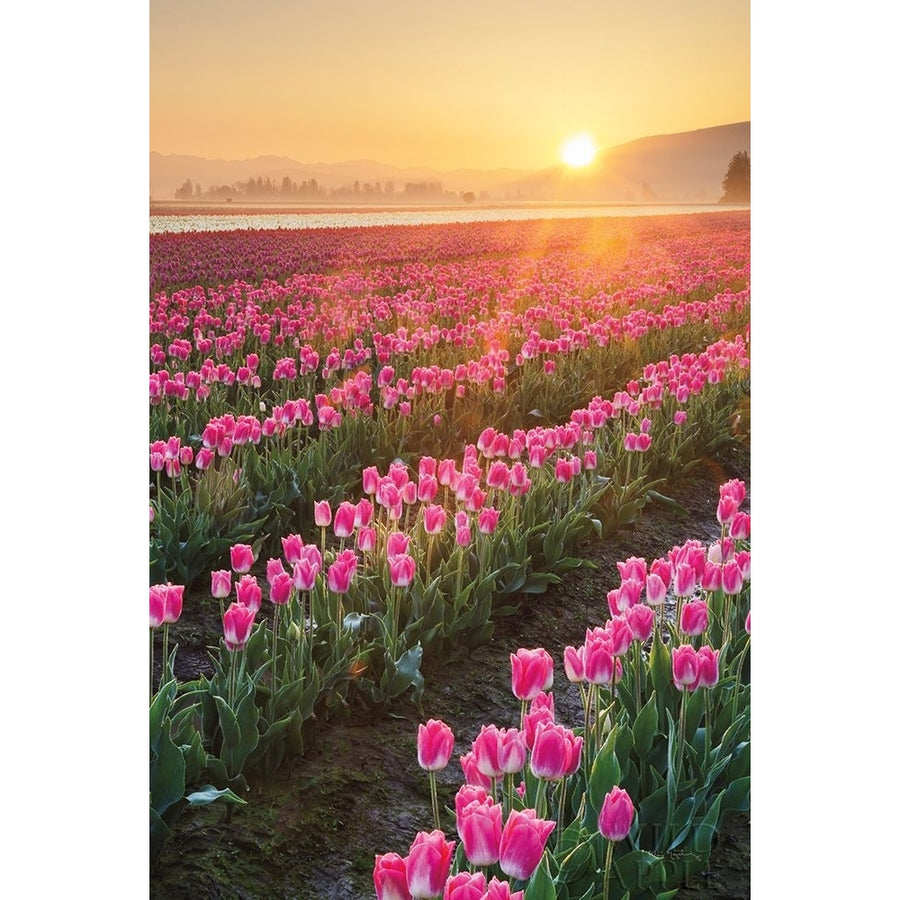 Skagit Valley Tulips II Poster Print by Lisa Audit-VARPDX46181 Image 1