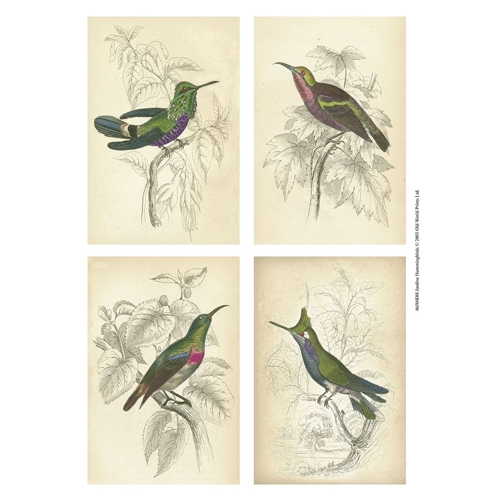 Jardine Hummingbirds Poster Print - unknown-VARPDX46504DH Image 1