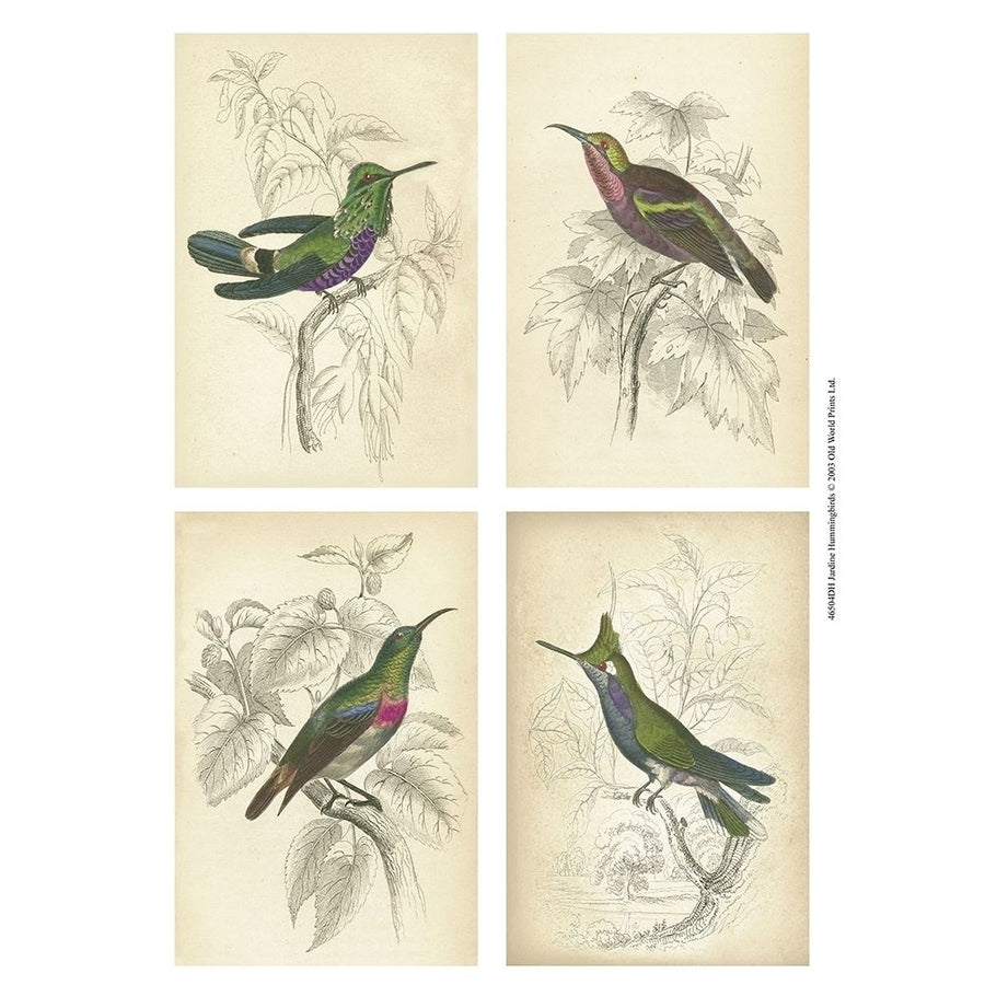 Jardine Hummingbirds Poster Print - unknown-VARPDX46504DH Image 1