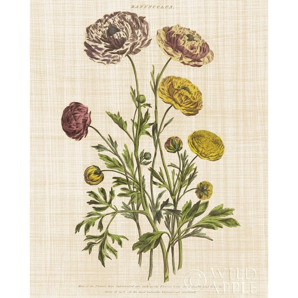 Herbal Botany XXII v2 Linen Crop Poster Print by Wild Apple Portfolio Wild Apple Portfolio-VARPDX46559 Image 1