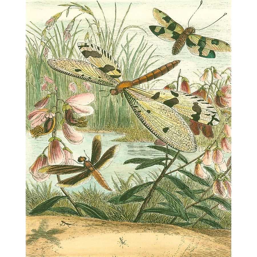 Dragonfly Gathering I Poster Print - Studio Vision-VARPDX46625DH Image 1