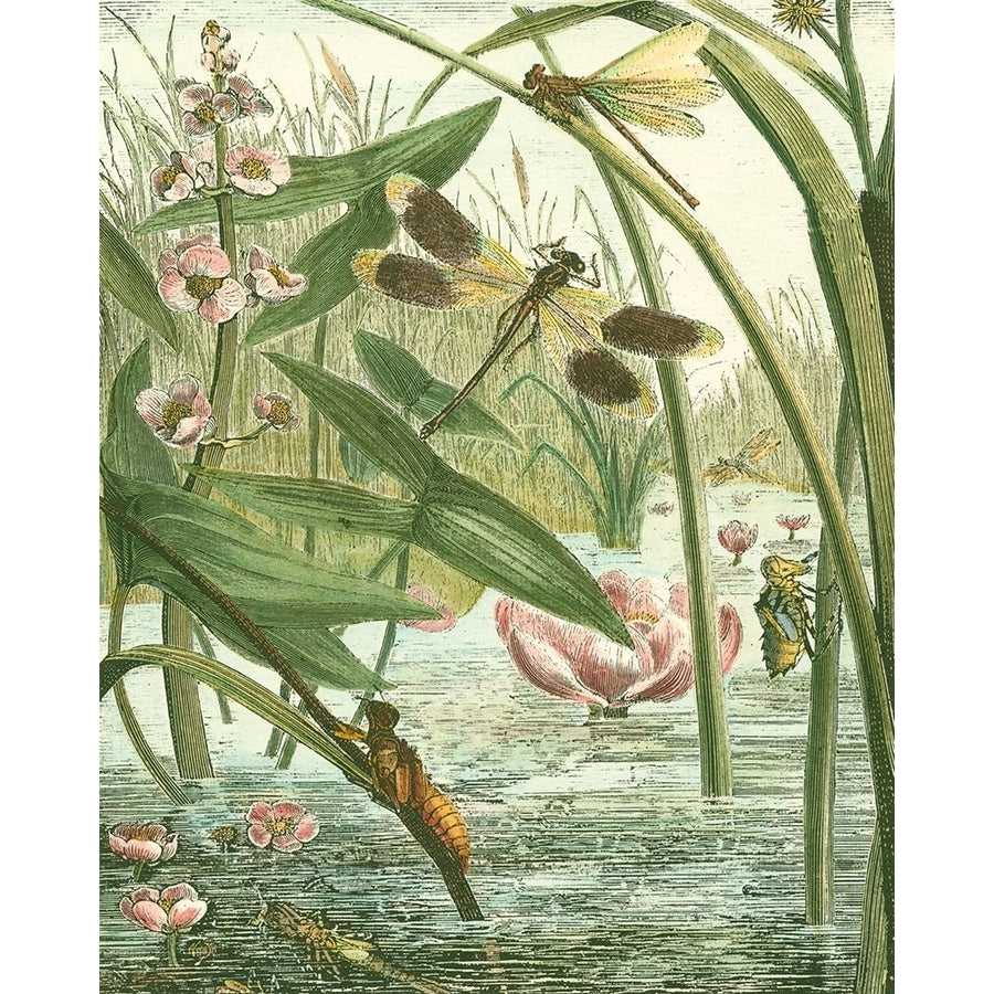 Dragonfly Gathering II Poster Print - Studio Vision-VARPDX46626DH Image 1