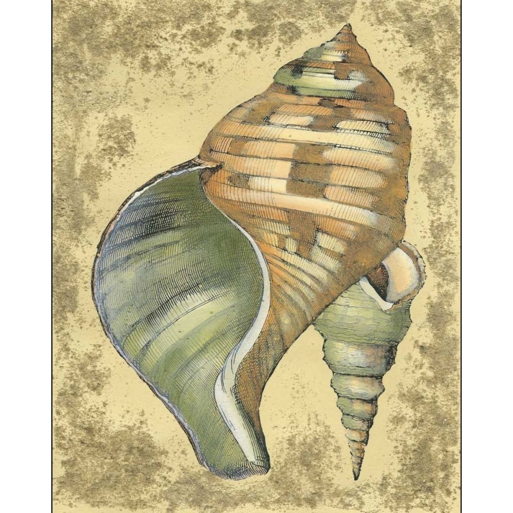 Sand and Shells II Poster Print - Studio Vision-VARPDX46656D Image 1