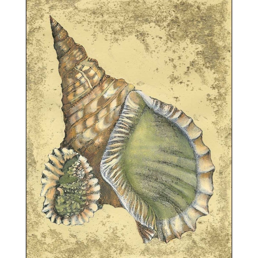 Sand and Shells I Poster Print - Studio Vision-VARPDX46655D Image 1