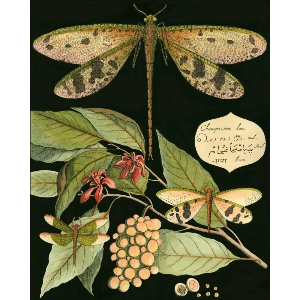 Whimsical Dragonfly on Black I Poster Print - Studio Vision-VARPDX46675D Image 1