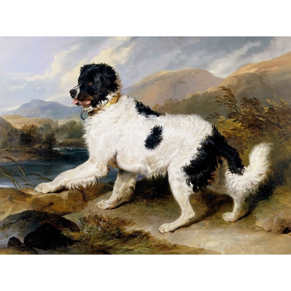 A Newfoundland Dog Poster Print by Sir Edwin Henry Landseer-VARPDX467466 Image 1