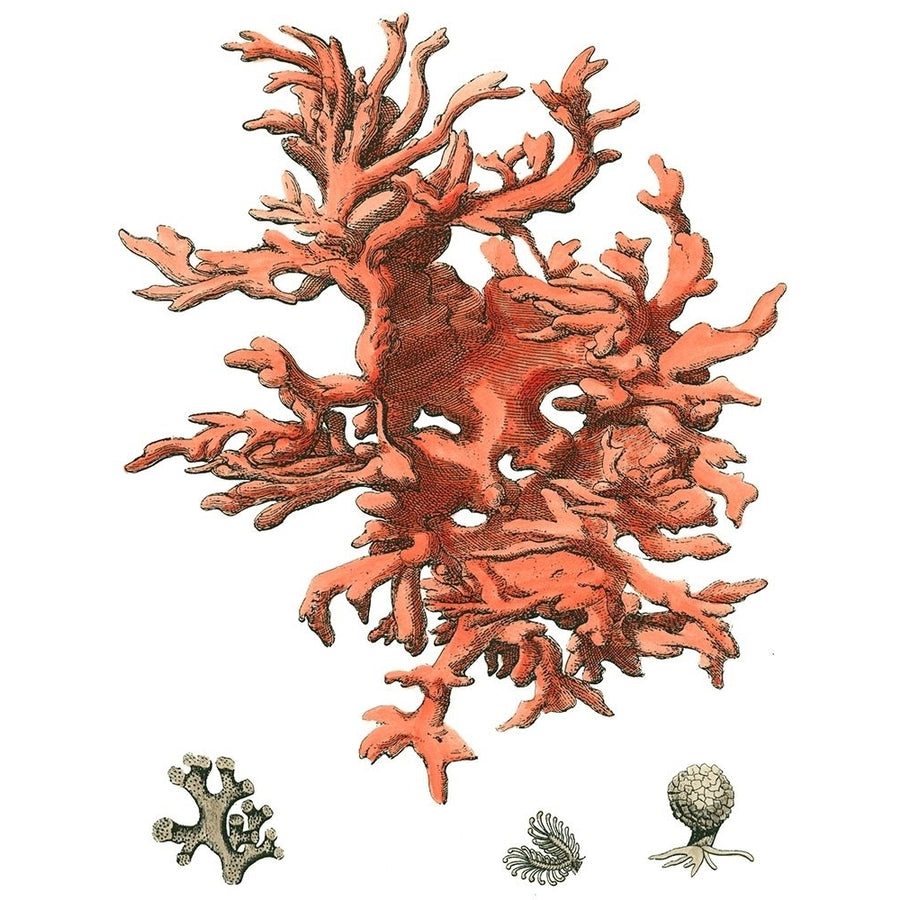 Red Coral-VARPDX46848D Image 1