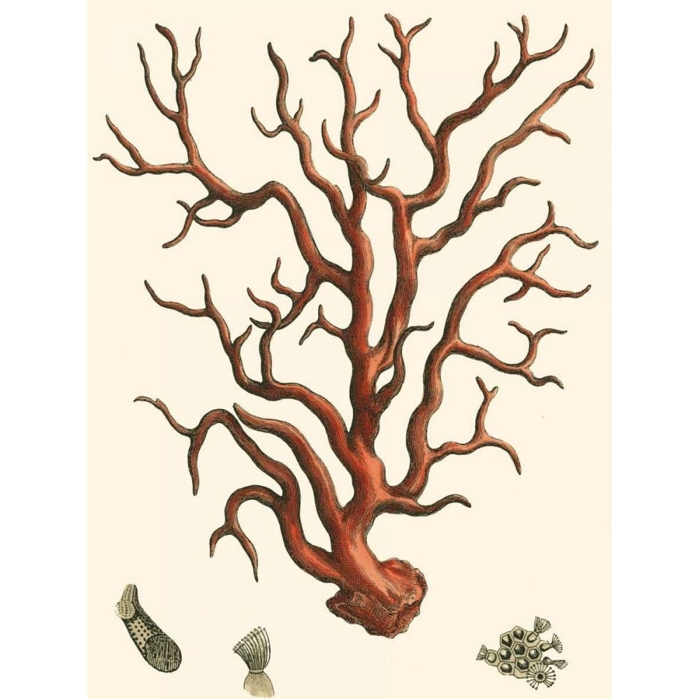 Red Coral I Poster Print - Studio Vision-VARPDX46846D Image 1