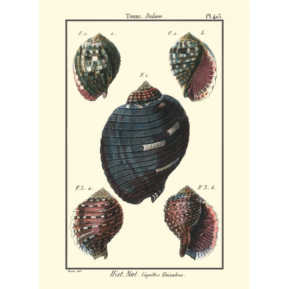 Sea Shells VII Poster Print - Denis Diderot-VARPDX46934D Image 1