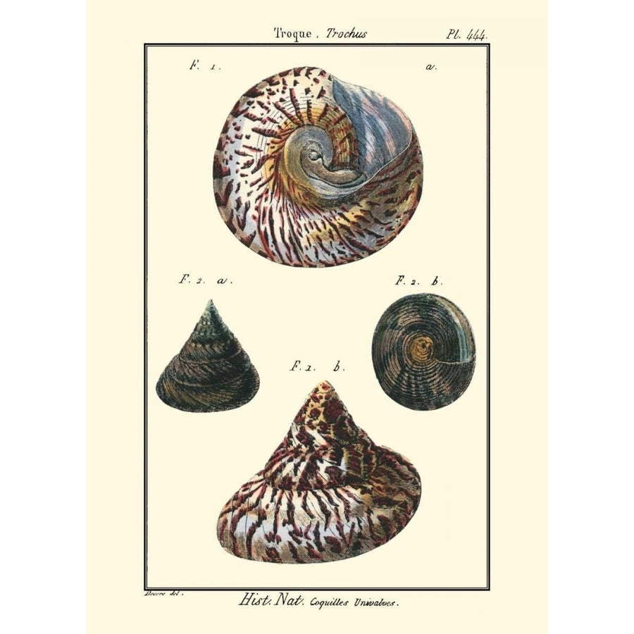 Sea Shells II Poster Print - Denis Diderot-VARPDX46929D Image 1