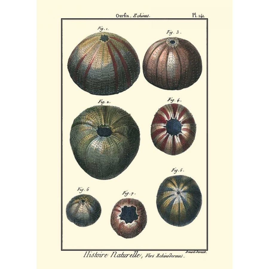 Sea Shells IV Poster Print - Denis Diderot-VARPDX46931D Image 1