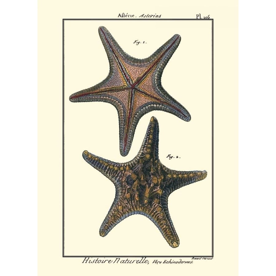 Sea Shells XII Poster Print - Denis Diderot-VARPDX46939D Image 1