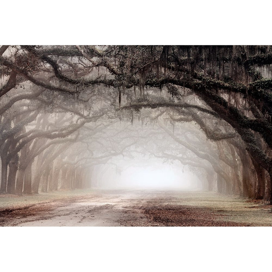 Timeless Plantation Drive Poster Print - Danita Delimont-VARPDX46995 Image 1