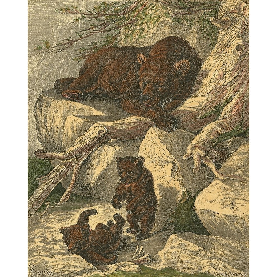 Small Brown Bear Poster Print - Friedrich Specht-VARPDX47002D Image 1