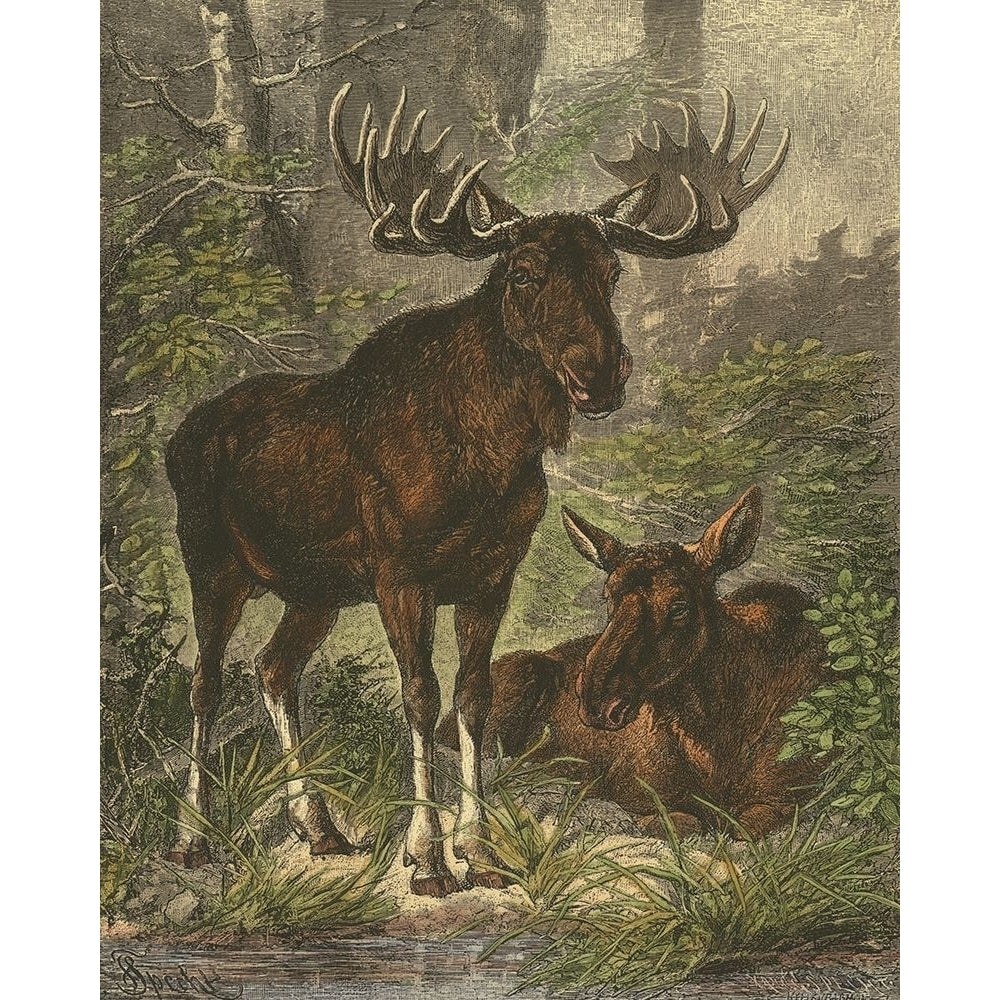 Small Moose Poster Print - Friedrich Specht-VARPDX47003D Image 1