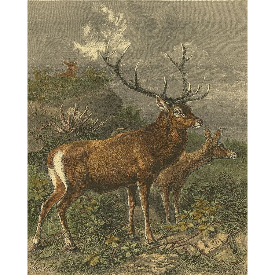 Small Red Deer Poster Print - Friedrich Specht-VARPDX47005D Image 1