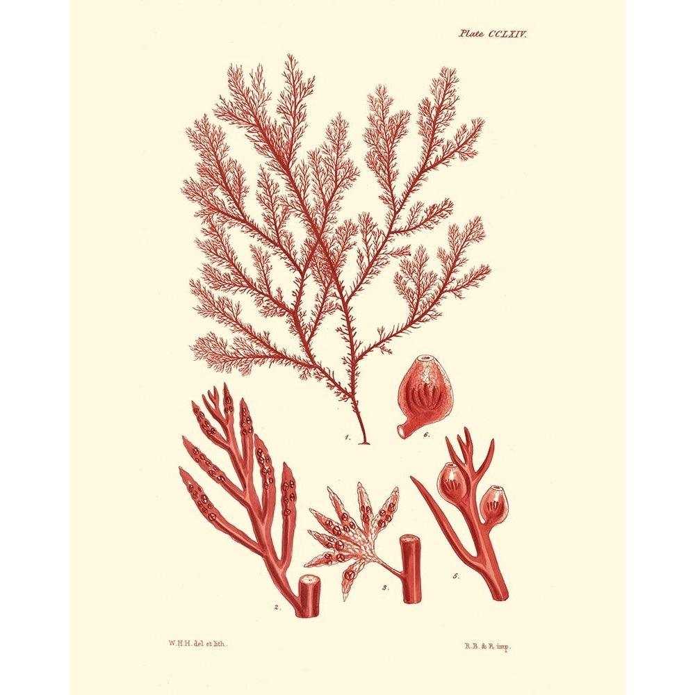 Shades of Coral IV Poster Print - Studio Vision-VARPDX47025D Image 1