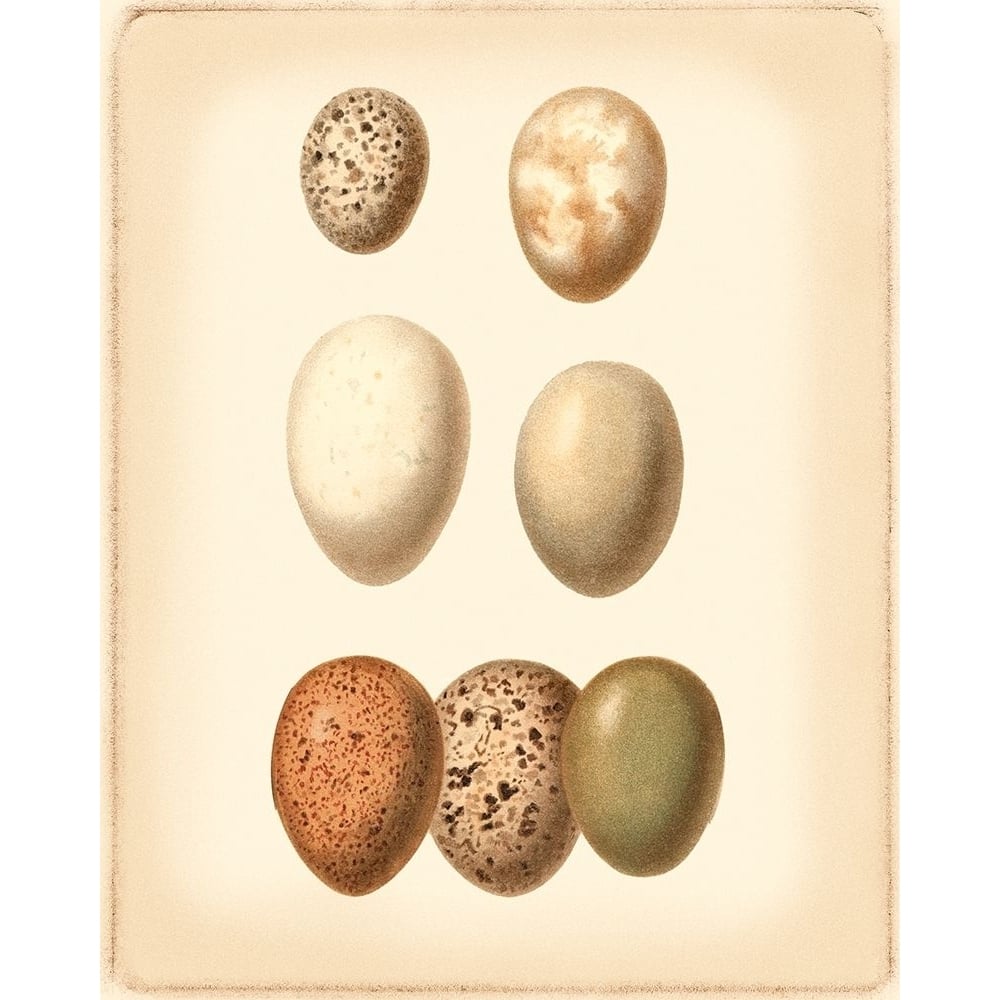 Bird Egg Study II Poster Print - Studio Vision-VARPDX47045D Image 1