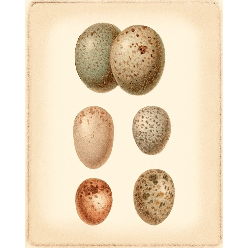 Bird Egg Study IV Poster Print - Studio Vision-VARPDX47047D Image 1