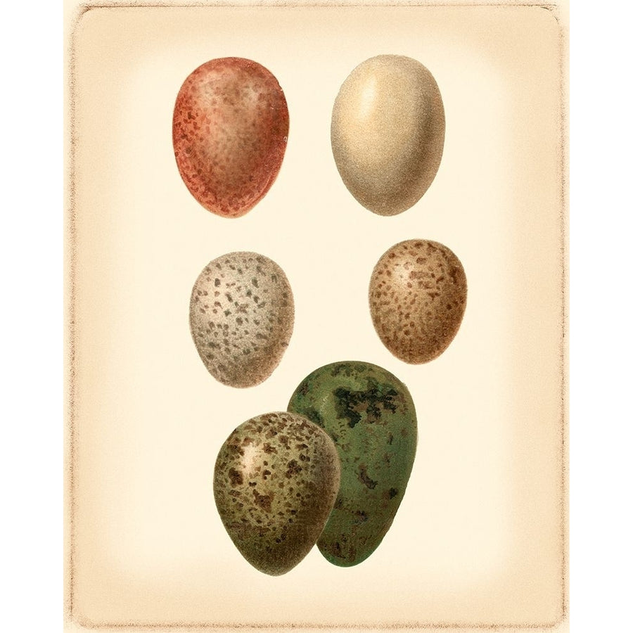 Bird Egg Study VI Poster Print - Studio Vision-VARPDX47049D Image 1