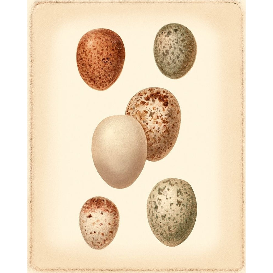 Bird Egg Study III Poster Print - Studio Vision-VARPDX47046D Image 1