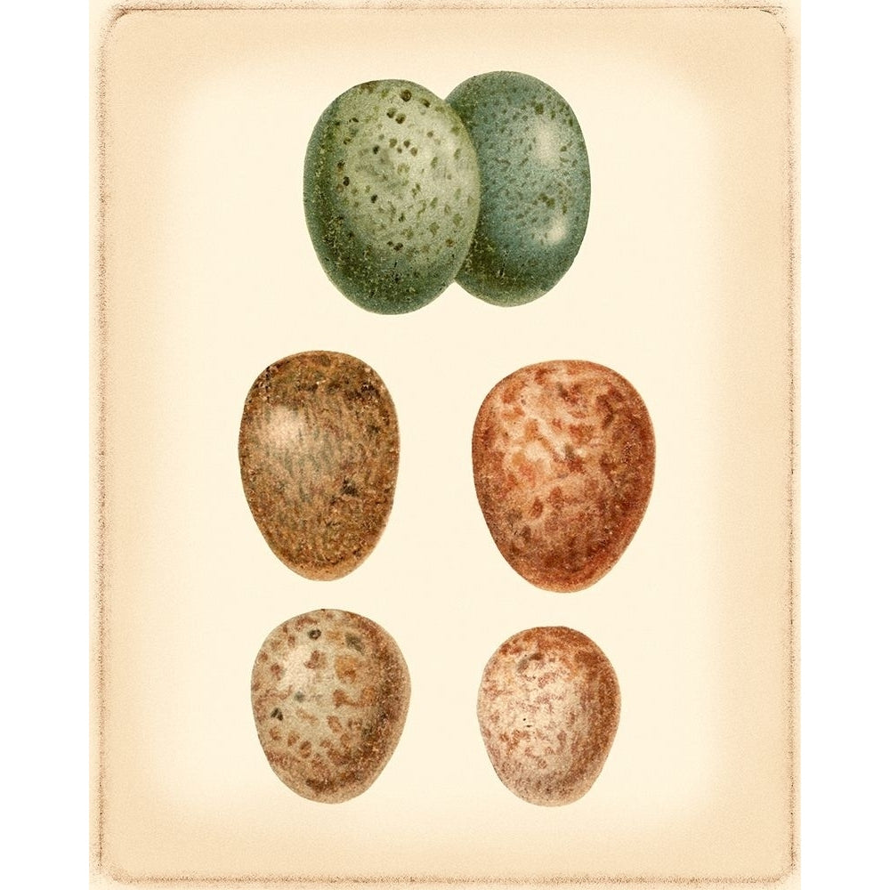 Bird Egg Study V Poster Print - Studio Vision-VARPDX47048D Image 1