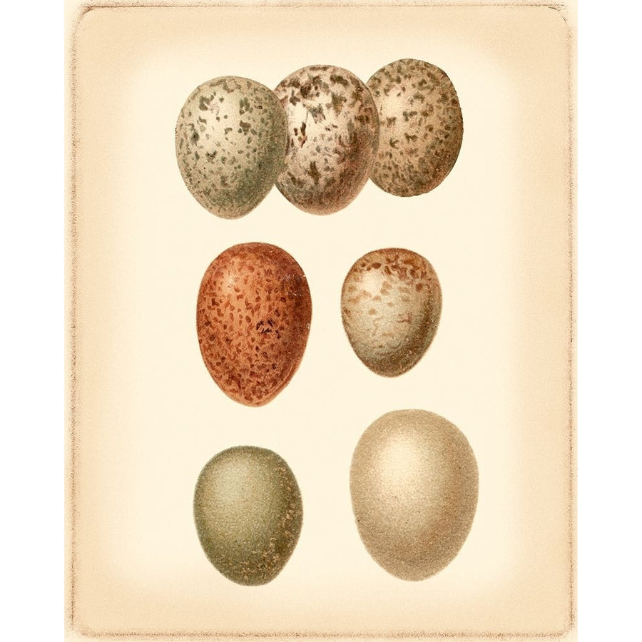 Bird Egg Study I Poster Print - Studio Vision-VARPDX47044D Image 1