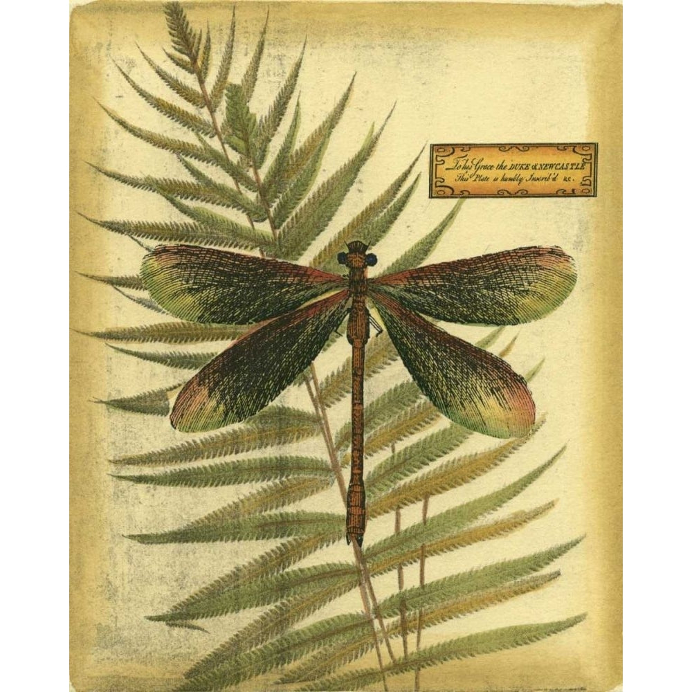 Royal Dragonflies IV Poster Print - Studio Vision-VARPDX47105D Image 1