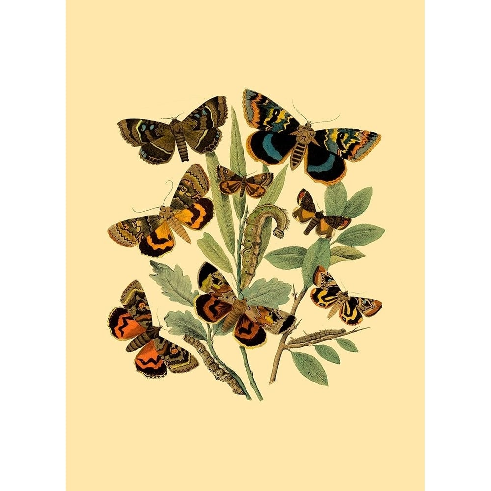 Small Butterfly Gathering III Poster Print - Studio Vision-VARPDX47149D Image 1