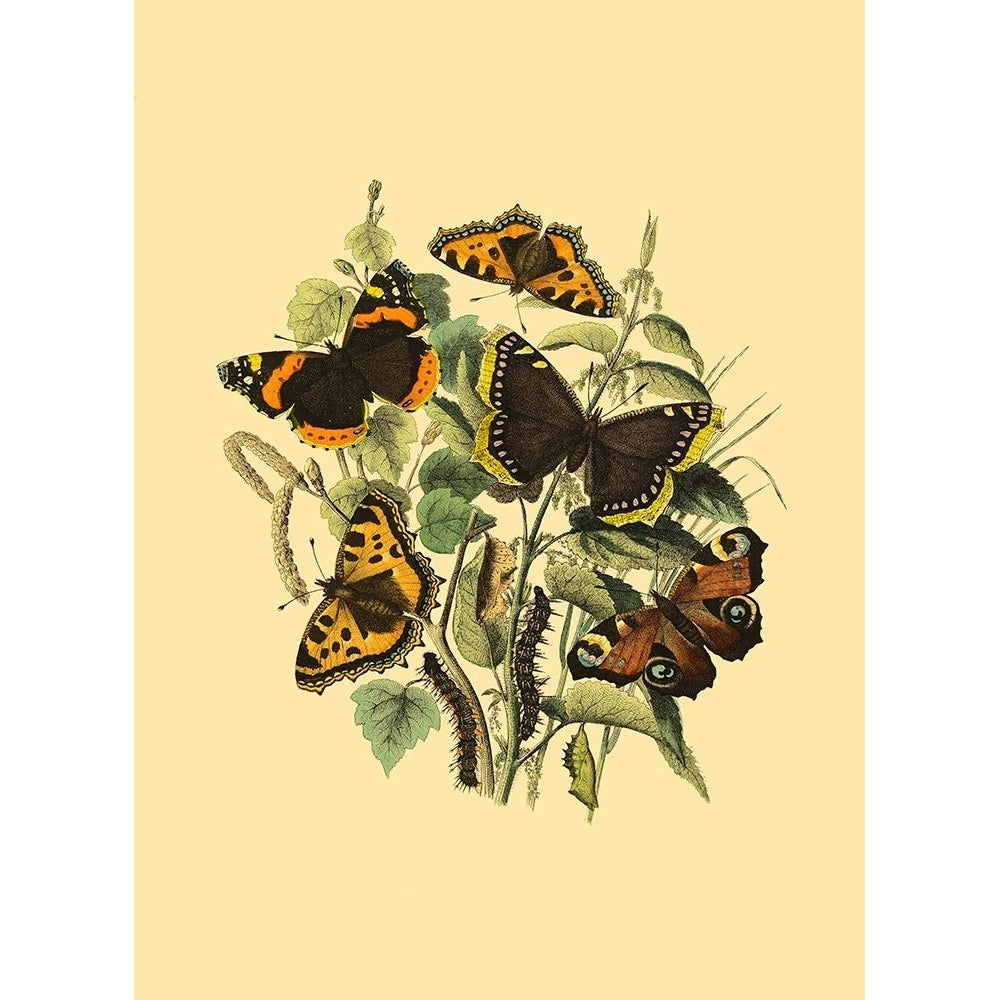 Small Butterfly Gathering II Poster Print - Studio Vision-VARPDX47148D Image 1