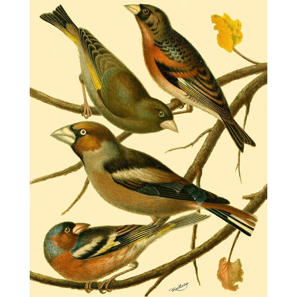 Domestic Bird Family II Poster Print - W. Rutledge-VARPDX47170D Image 1