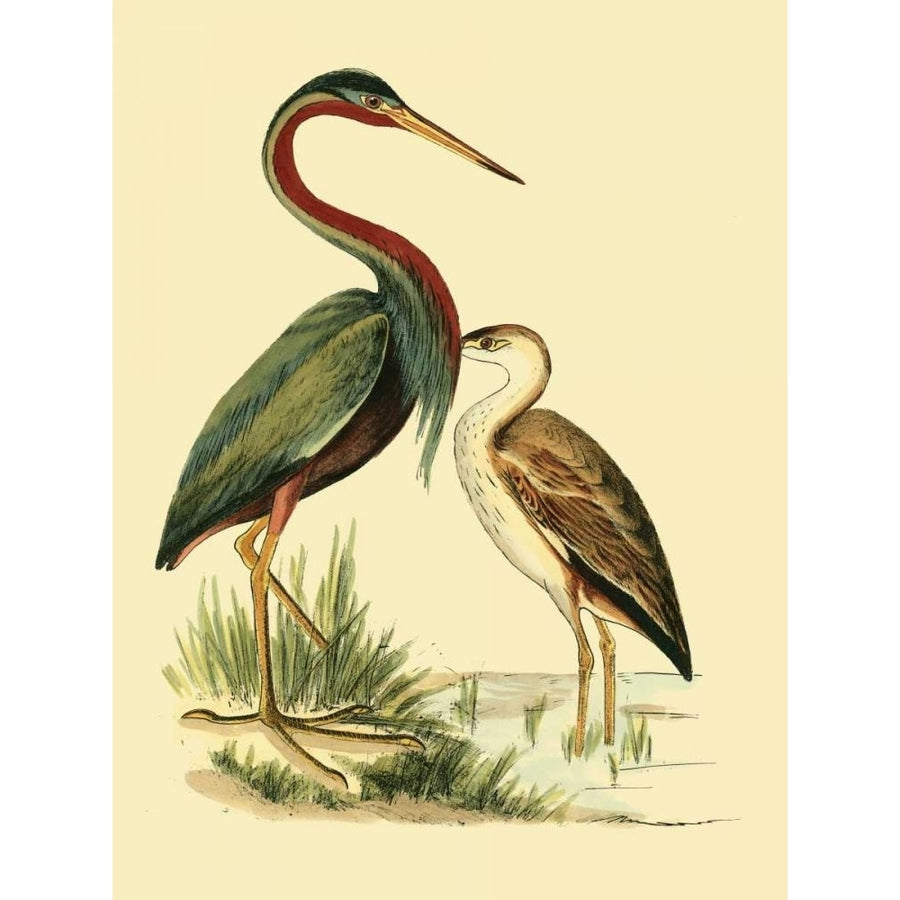 Water Birds III Poster Print - Studio Vision-VARPDX47142D Image 1