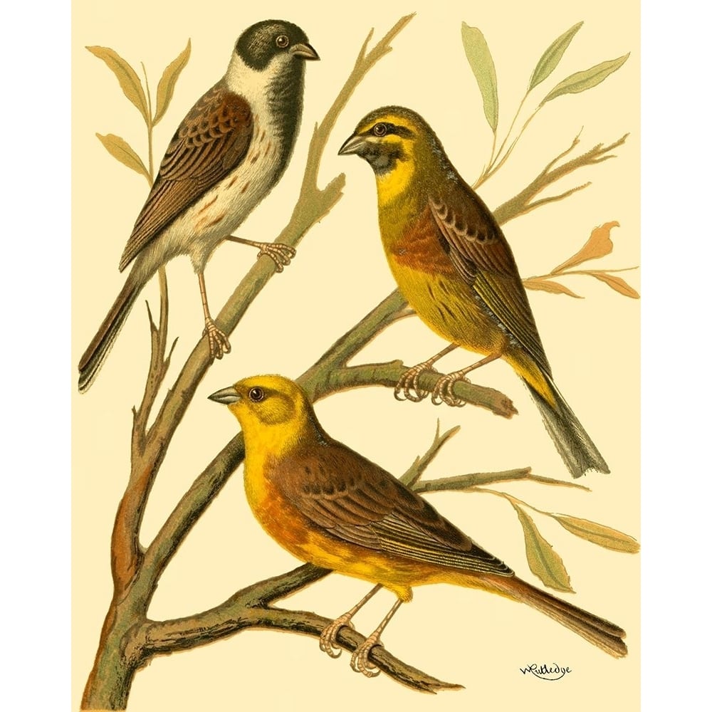 Domestic Bird Family I Poster Print - W. Rutledge-VARPDX47169D Image 1